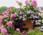 Plants-Mine-hanging basket self-watering back 2015