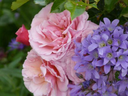 Copyright image: the gorgeously fragrant pink climbing rose 'Aloha' with a purple campanula.