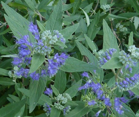 Copyright image: The amazing blue Caryopteris shrub