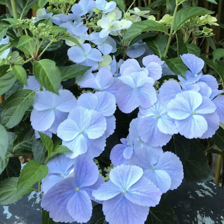 Hydrangea plants - 'Blue Bolero' detail