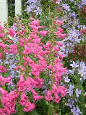 Planting-penstemon-campanula-far