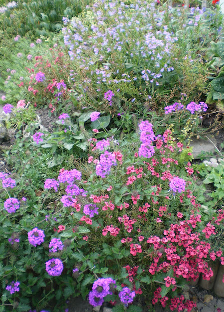 Plants-Plant Combinations-Perennial verbena