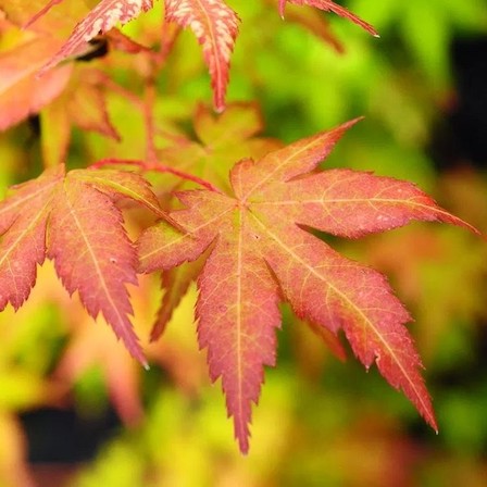 Acer 'Bihou' vibrant orange leaves