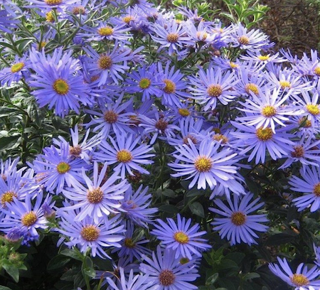 Beautiful purple Michaelmas Daisy Aster 'Monch