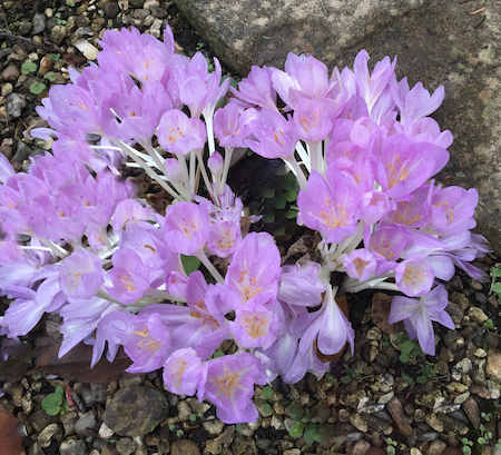 Copyright image: Autumn Crocus