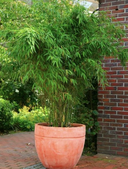 Plants-GE-Clumping Umbrella bamboo