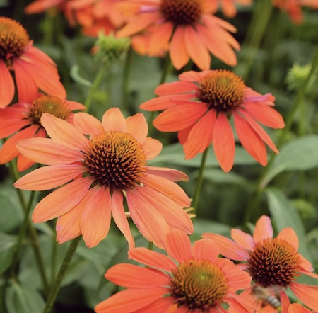 The vibrant orange of Echinacea 'Lakota Orange'.