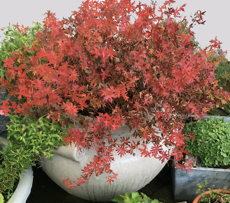 Copyright image: Geranium with its fire-red autumn leaves