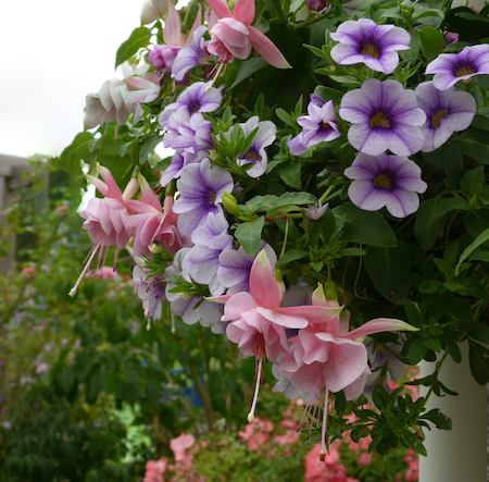 Plants-hanging-basket-fuscia-petunia