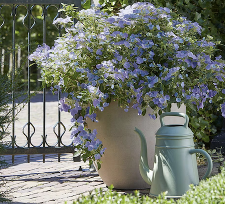 Hydrangea plants - 'Blue Bolero'