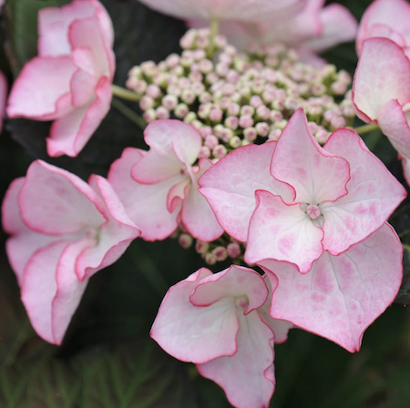 Hydrangea 'Sheila'