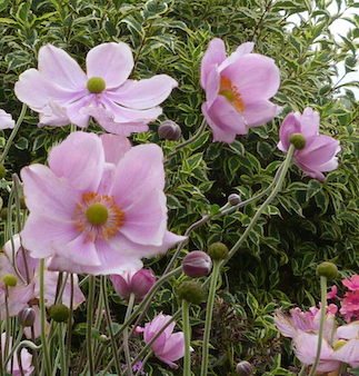 Copyright image: statuesque stems of the stunning pink Japanese anemone