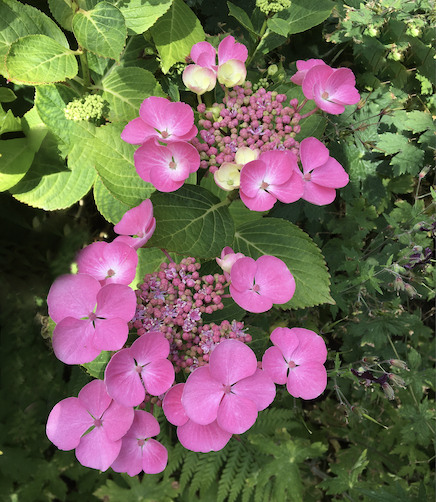 Copyright image: Hydrangea plants - pink lacecap hydrangea