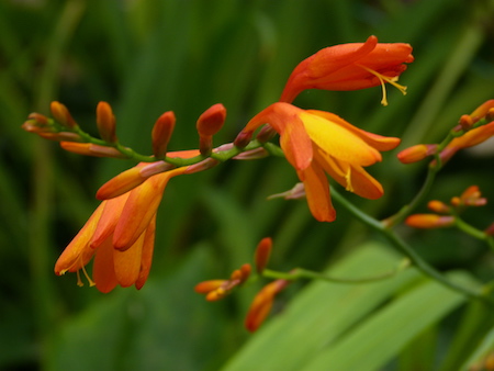 Copyright image: the incredible form of montbretia.