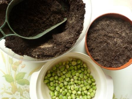 Copyright image: Pea shoots ina pot, ready to sprout.