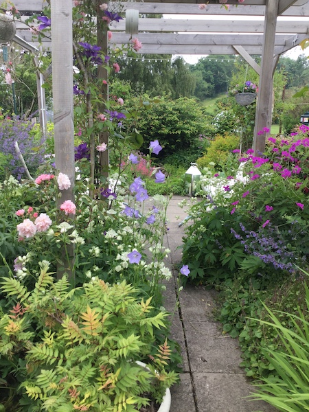 Copyright image: My pergola plants - a colourful planting combination