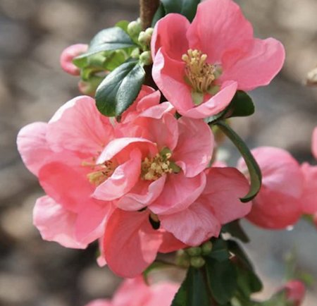 Plants-Quince-Crocus-Pink Lady