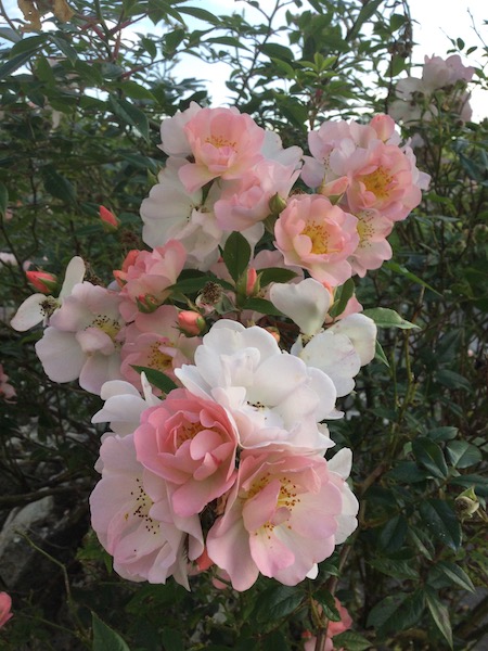 Copyright image: climbing rose 'Open Arms'