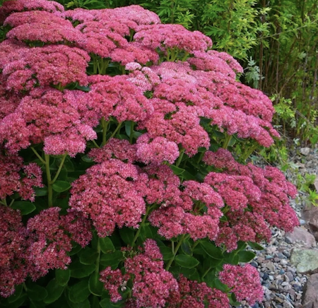 Sedum, common name 'Ice Plant'