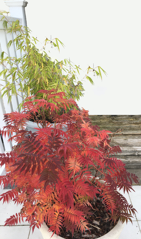 Copyright image: Sorbaria shrub with its fire-red autumn leaves