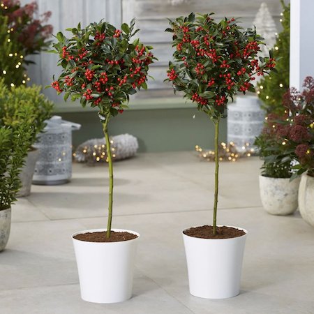 Plants-ge-standard hollies