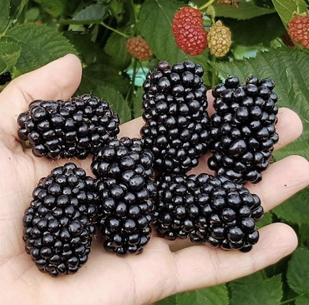 Thornless giant blackberry 'Ouachita' to grow on a trellis, fence or pergola.