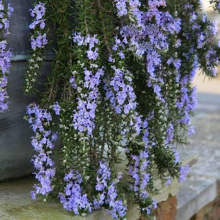 Plants-GE-trailing rosemary